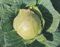 Cabbage Seeds  Made in Korea